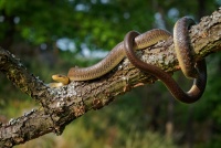 Uzovka stromova - Zamenis longissimus - Aesculapean Snake o0061